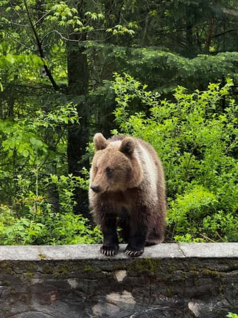 Bucharest: Top Gear Road - Transfăgărășan Highway Day Trip - Capra Waterfall: timing matters, and so does your clothing