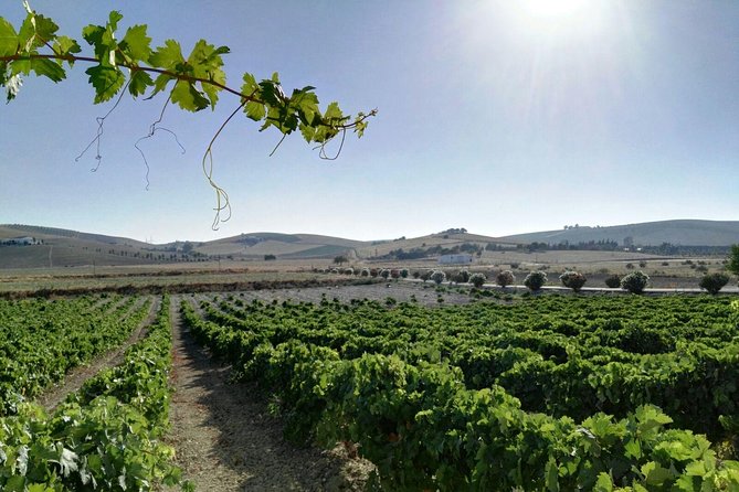Cadiz and Jerez Day Trip from Seville - Guides and Group Size: When the Day Flows Smoothly