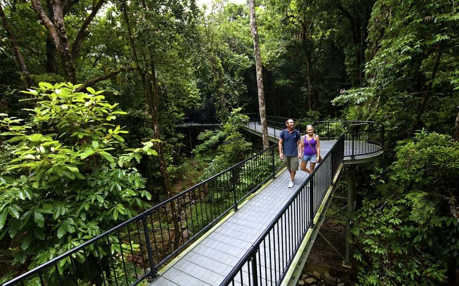 Cairns: Daintree, Mossman Gorge, & Cape Tribulation Day Trip - From Cairns or Port Douglas to Rex Lookout: the drive matters