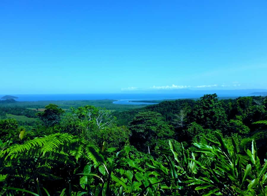 Cairns: Daintree, Mossman Gorge, & Cape Tribulation Day Trip - Lunch at the Daintree Teahouse: a rainforest meal that breaks up the long day