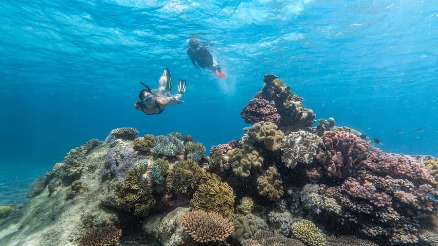 Cairns: Premium Snorkelling and Diving Reef Day Trip - AquaQuest and the Outer Reef: Why This Day Trip Works