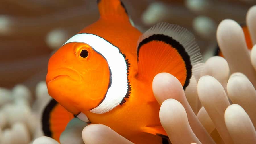 Cairns: Premium Snorkelling and Diving Reef Day Trip - Food and Comfort on the AquaQuest: More Than Just Lunch