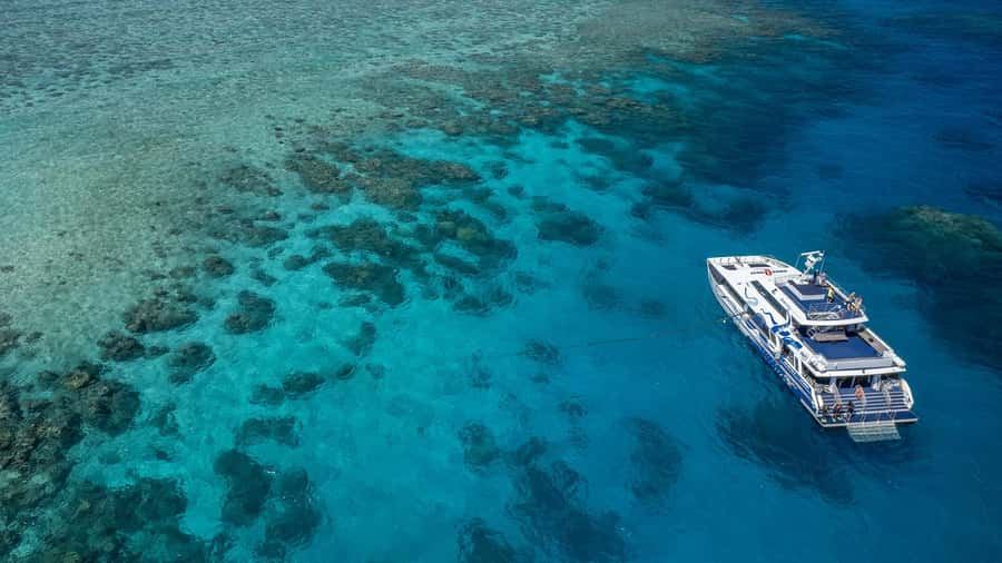 Cairns: Premium Snorkelling and Diving Reef Day Trip - The 8-Hour Timeline: Check-In to Two Reef Water Sessions