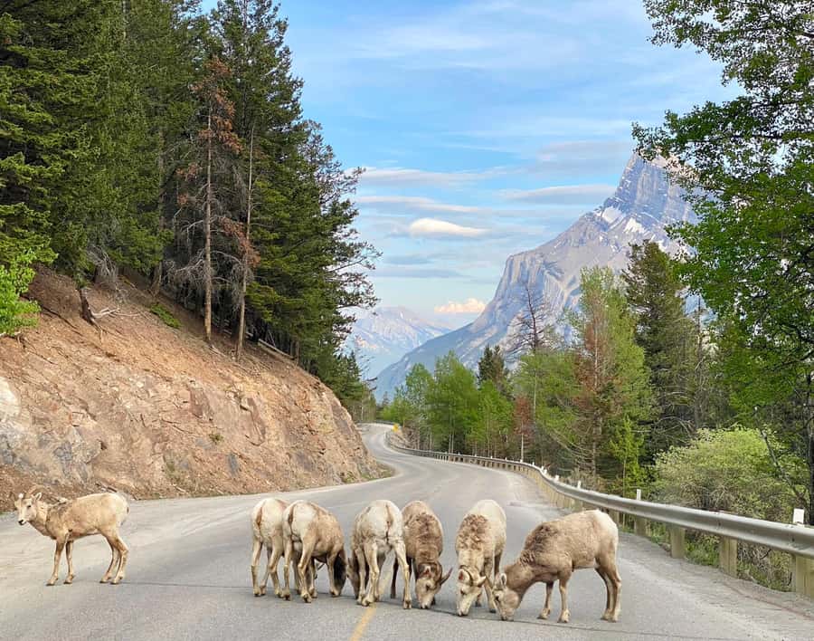 Calgary/Canmore: Banff National Park & Lake Louise Day Trip - Key highlights worth circling