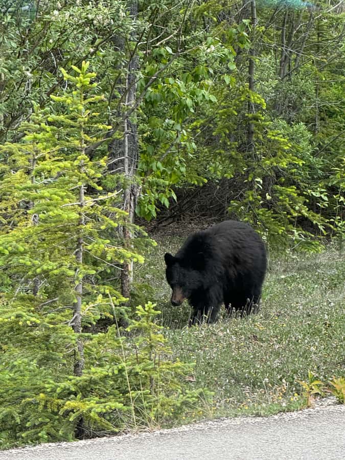 Calgary: Day Trip to Jasper with Lunch - Sunwapta Falls and Tangle Creek Falls: thunder, drops, and tiered views