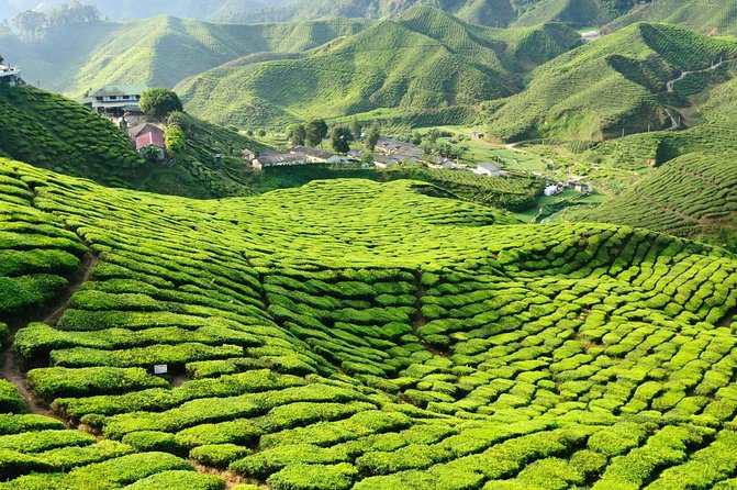 Cameron Highland Best Day Tour from Ipoh with Lunch ( Day Trip) - Key highlights worth your time