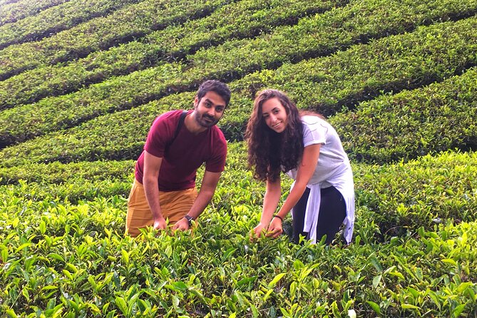 Cameron Highland Best Day Tour from Ipoh with Lunch ( Day Trip) - Lunch, snacks, and bottled water: where the tour quietly delivers value