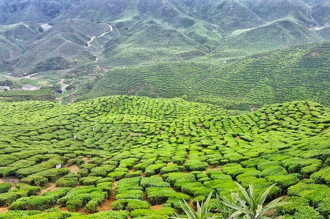 Cameron Highland Full Day Tour from KL City (Private) - Tea terraces and Cameron Bharat: the best intro to the highlands