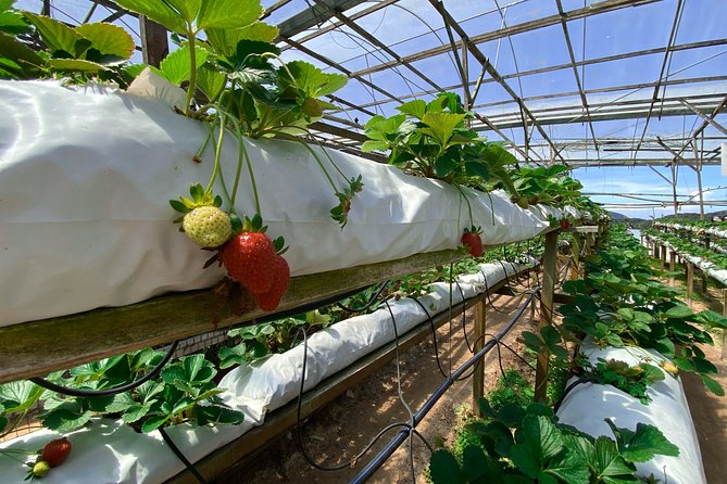 Cameron Highland Full Day Tour from KL City (Private) - Cameron Highlands vegetables: markets, farms, and local bargaining