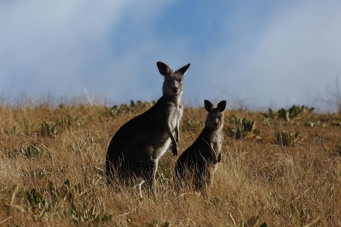 Canberra Day Trip from Sydney - Mount Ainslie lookout: short visit, big city understanding