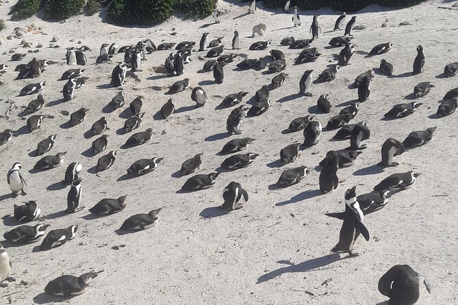Cape of Good Hope and Penguins Full-Day Tour from Cape Town - Key highlights worth planning around