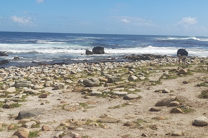 Cape of Good Hope and Penguins Full-Day Tour from Cape Town - Hout Bay Harbour: Fishing Village Vibes and Seal Island Choice