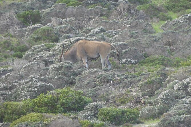 Cape of Good Hope and Penguins Full-Day Tour from Cape Town - Noordhoek Farm Village: Coffee Break and a Reset