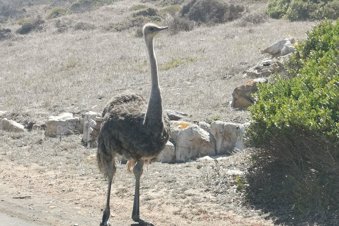 Cape of Good Hope and Penguins Full-Day Tour from Cape Town - Cape Point Nature Reserve: Ocean Meets Rock for Two Hours