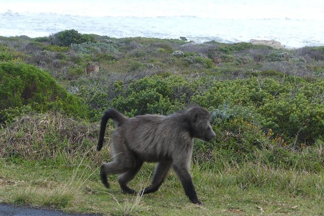Cape of Good Hope and Penguins Full-Day Tour from Cape Town - Cape of Good Hope: Southwestern Edge and Short Trail Energy