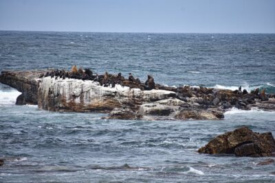 Cape of Good Hope & Boulder Penguins Full-Day Tour from Cape Town - Bo-Kaap colors first, then Camps Bay and Clifton’s shoreline vibe