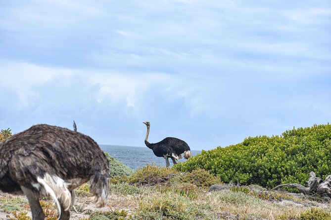 Cape of Good Hope & Boulder Penguins Full-Day Tour from Cape Town - Cape Point Ostrich Farm to Cape Point Nature Reserve: views with options