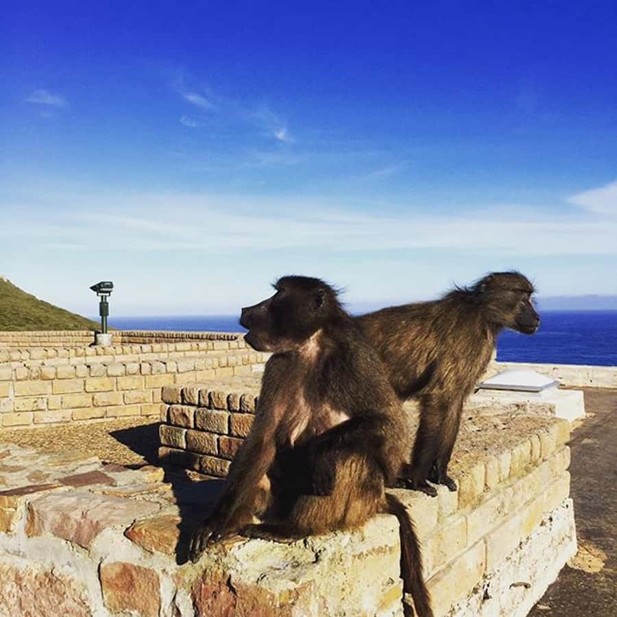 Cape Point Full-Day Tour From Cape Town - From Cape Town to Camps Bay: the drive sets the tone