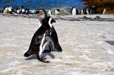 Cape Point Full-Day Tour From Cape Town - Hout Bay, markets, and Chapman’s Peak Drive: where time really matters