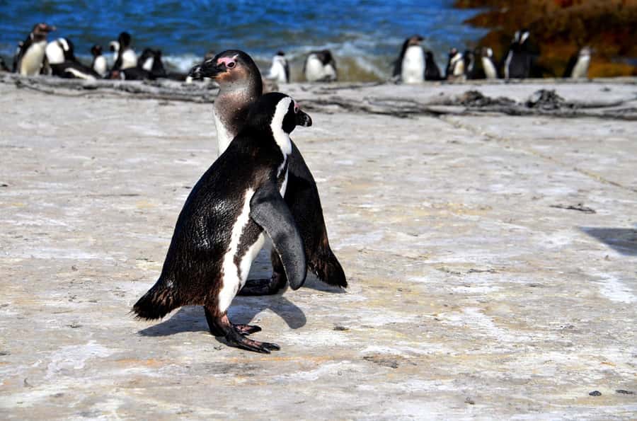 Cape Point Full-Day Tour From Cape Town - Hout Bay, markets, and Chapman’s Peak Drive: where time really matters