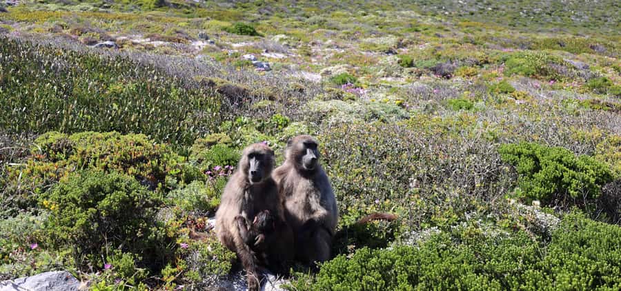Cape Town: Cape Peninsula & Table Mountain Private Day Trip - A Private Day That Hits the Cape’s Best Stops Without the Stress