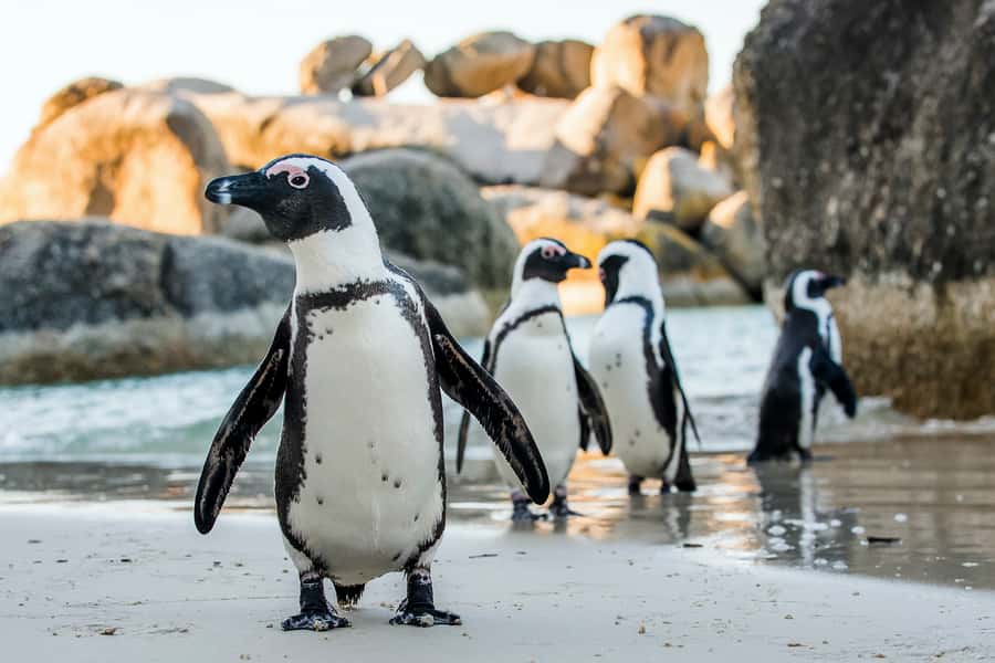 Cape Town: Cape Peninsula & Table Mountain Private Day Trip - Price and What You’ll Actually Pay During a 10-Hour Loop
