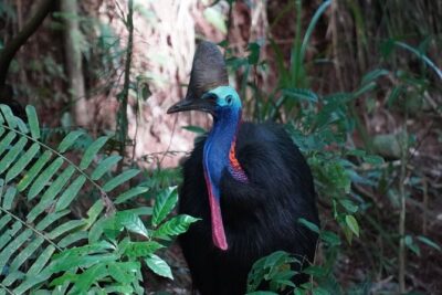 Cape Tribulation Day Tour from Cairns - The 6:30 am start: how the day sets you up for the best light and less stress