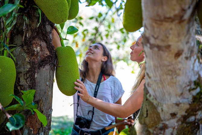 Cape Tribulation Day Tour from Cairns - Food and drinks: why lunch, snacks, and coffee feel like real value