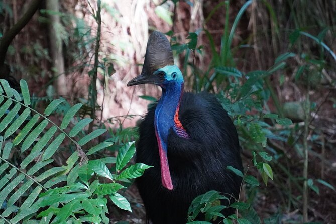 Cape Tribulation Day Tour from Cairns - The 6:30 am start: how the day sets you up for the best light and less stress