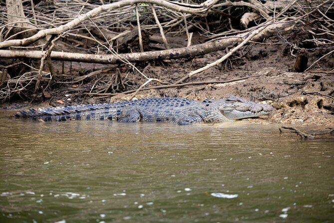 Cape Tribulation, Mossman Gorge, and Daintree Rainforest Day Trip - Entering Tropical North: What This Day Trip Is Really Like