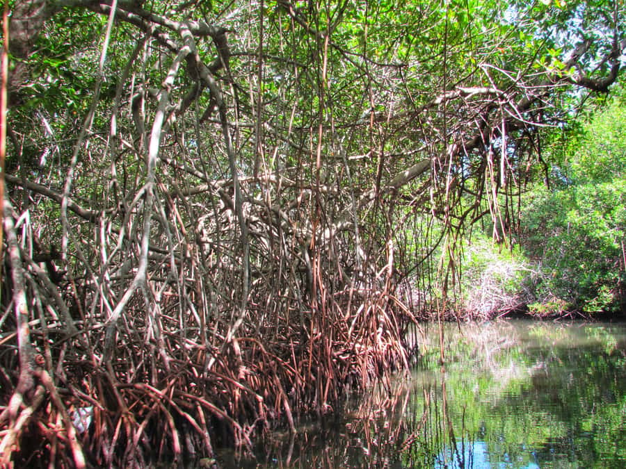 Cartagena: Rosario Island and Mangroves Private Day Trip - Price and value: is $244 per person worth it?