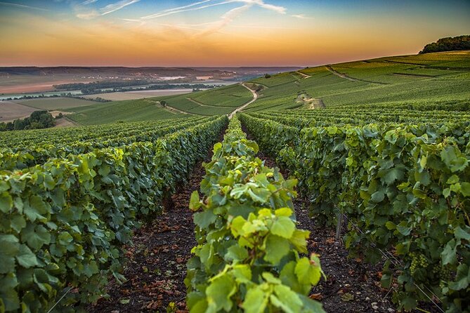 Champagne Day Trip from Reims including 9 Champagne Tastings - Champagne Roger-Constant Lemaire: A Family Estate Tour You Can Taste