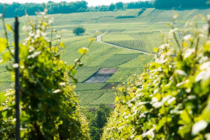 Champagne Day Trip with 6 Tastings, Reims and Winery from Paris - Stop 4: Notre-Dame de Reims Cathedral and 20–30 Minutes to Roam