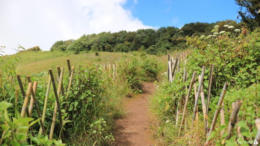 Chiang Mai: Doi Inthanon Park Day Trip with Kiw Mae Pan Hike - Key things you’ll notice on this tour
