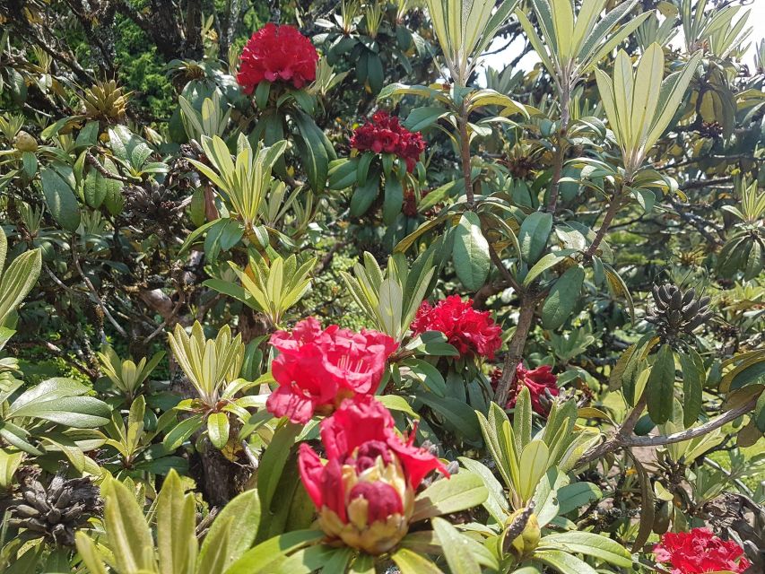 Chiang Mai: Doi Inthanon Park Day Trip with Kiw Mae Pan Hike - Lunch and small “in-between” stops that keep the day human