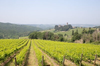 Chianti Wine Tastings Day Trip at Sunset from Florence - Two winery estates: what you should expect when the glasses come out
