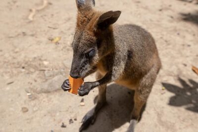 Chillagoe Caves and Outback Day Trip from Cairns - Chillagoe-Mungana Caves National Park: Fossil Coral Reefs Underground