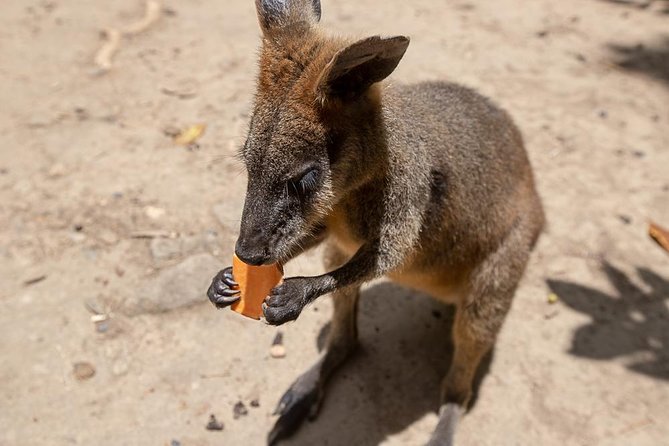 Chillagoe Caves and Outback Day Trip from Cairns - Chillagoe-Mungana Caves National Park: Fossil Coral Reefs Underground