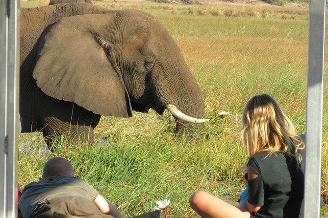 Chobe Day Trip from Victoria Falls, Zimbabwe - Chobe National Park game drive: where timing and seat choice matter
