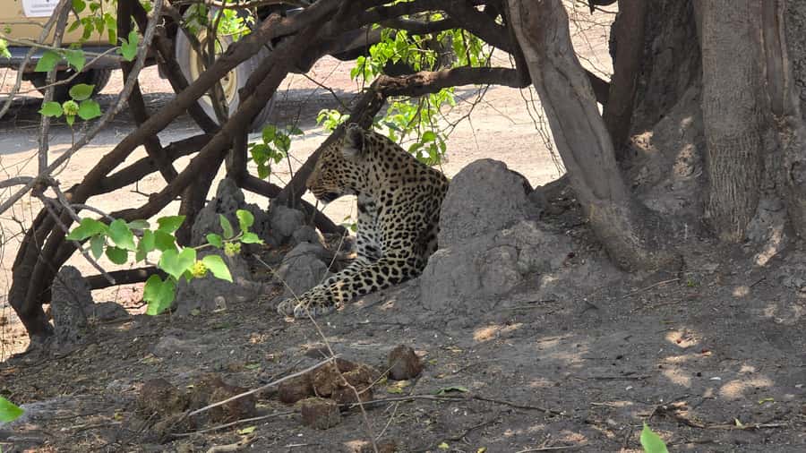 Chobe Day Trip from Victoria Falls, Zimbabwe - Who this tour suits best (and who should reconsider)