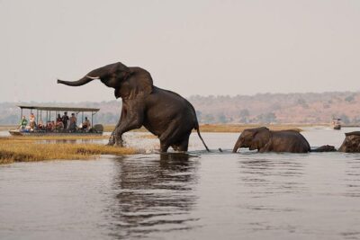 Chobe Full Day Trip From Victoria Falls - Getting to Botswana (and back): passports, visas, and border timing