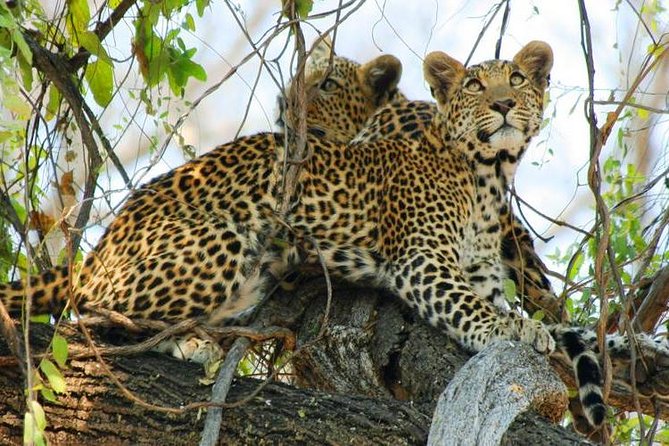 Chobe Full Day Trip From Victoria Falls - Lunch in Chobe day-trip mode: buffet food, water included, drinks may cost extra