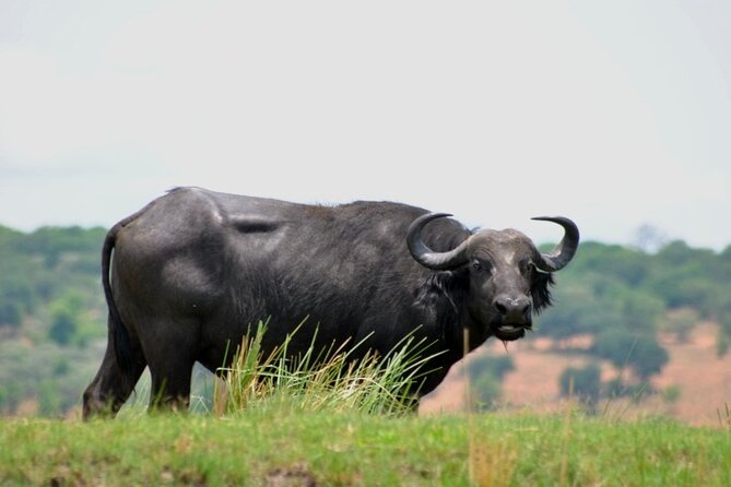 Chobe Full Day Trip From Victoria Falls - Who this Chobe day trip fits best (and who should adjust expectations)