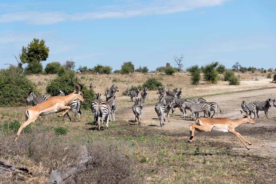 Chobe National Park: Day Trip, Safari drive & River Cruise - Key Things To Know Before You Go