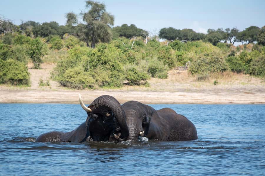 Chobe National Park: Day Trip, Safari drive & River Cruise - Chobe in One Day: What This Trip Gets Right