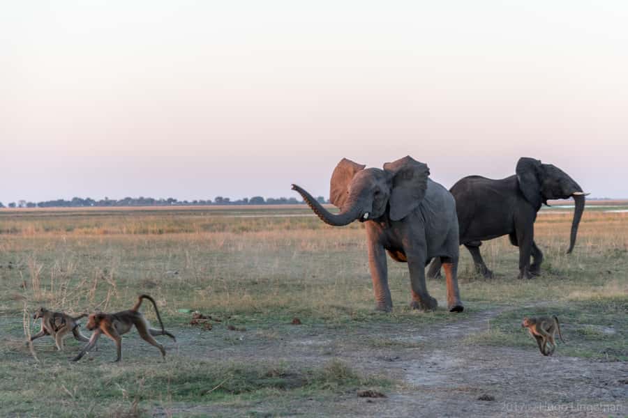 Chobe National Park: Day Trip, Safari drive & River Cruise - Getting From Livingstone to Botswana: Border Time, Done Properly