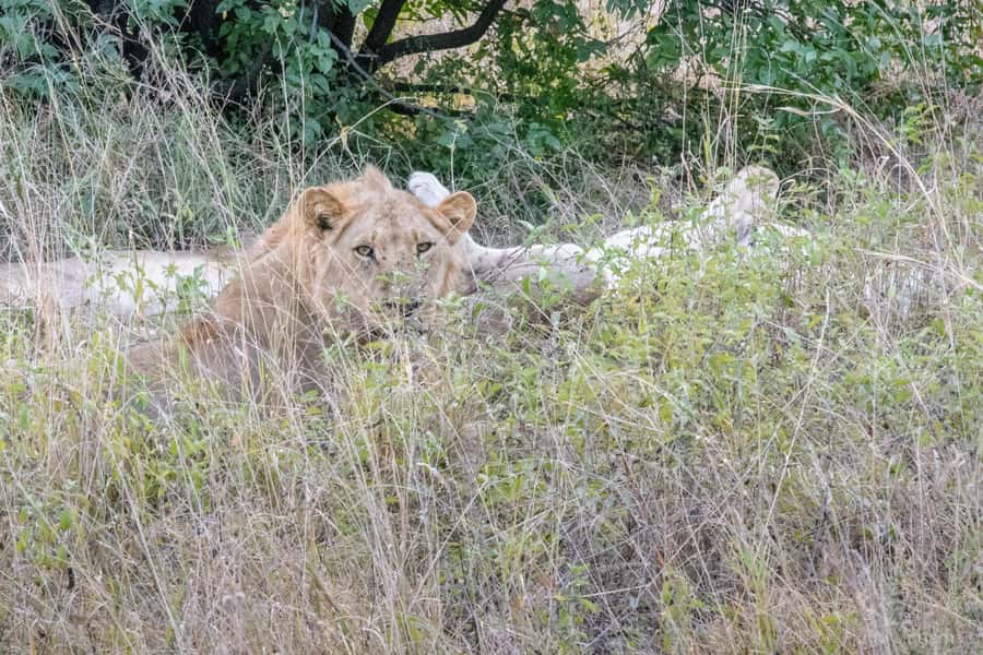 Chobe National Park: Day Trip, Safari drive & River Cruise - Lunch in Kasane: The Calm Break Between Two Safari Worlds