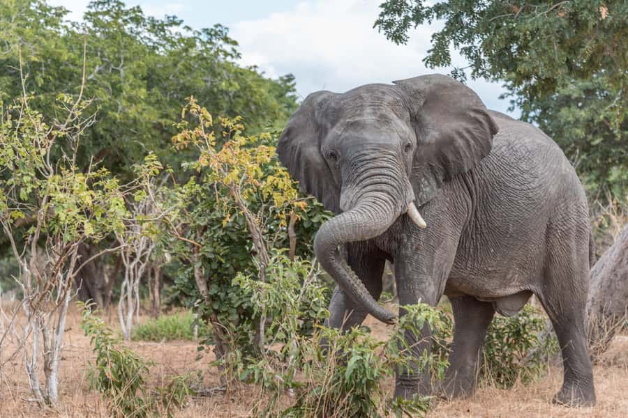 Chobe National Park: Day Trip, Safari drive & River Cruise - Afternoon Boat Cruise on the Chobe River: Hippos, Crocs, and Elephant Herds