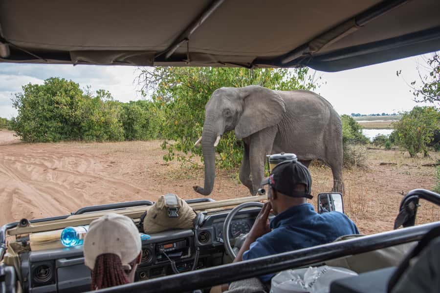Chobe National Park: Day Trip, Safari drive & River Cruise - Guides and Vehicles: How to Get the Most Out of the Day