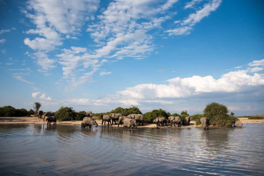Chobe National Park: Day Trip, Safari drive & River Cruise - Wildlife You Can Reasonably Plan For (and What You Can’t)